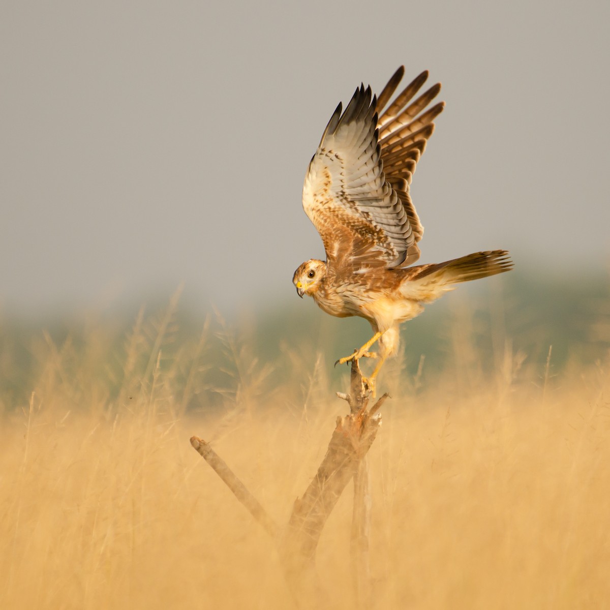 White-eyed Buzzard - ML627843995