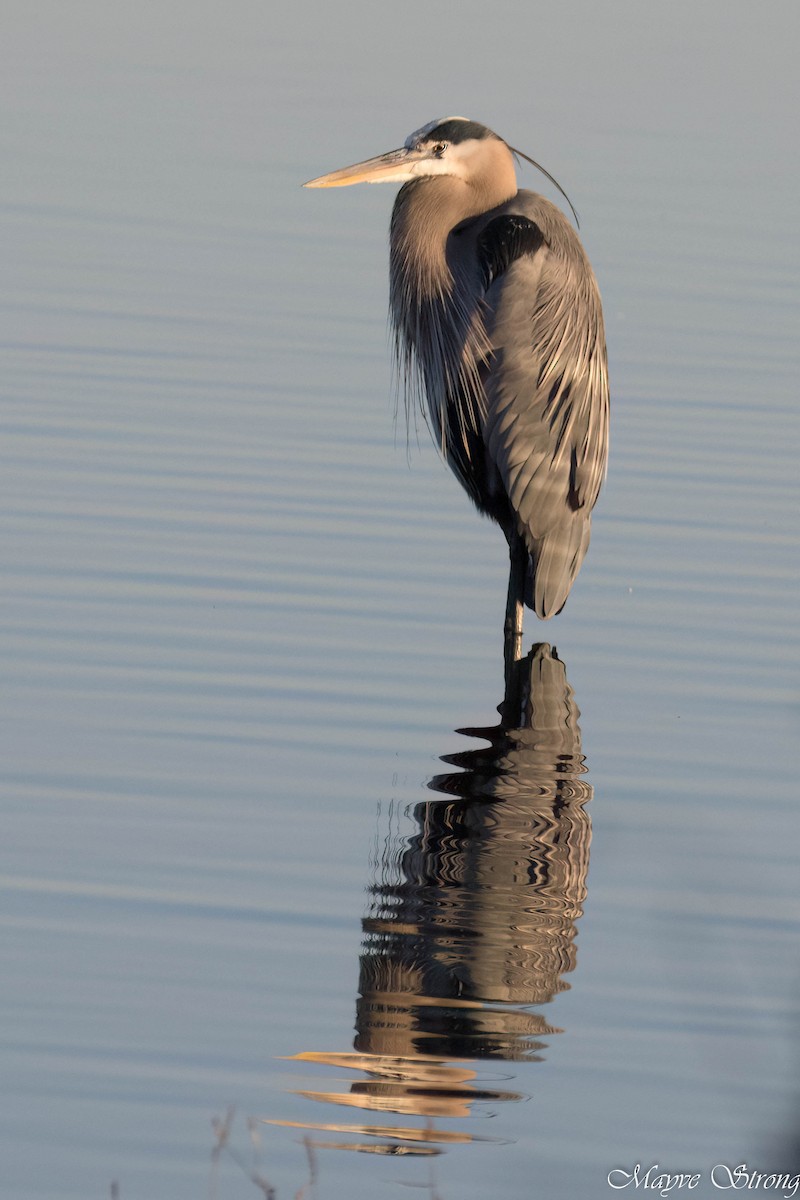 Great Blue Heron - ML627843997