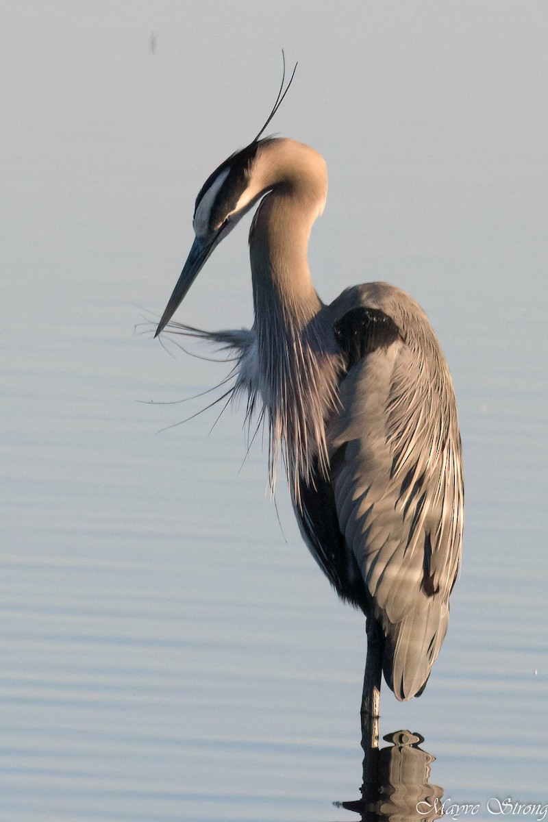 Great Blue Heron - ML627843998