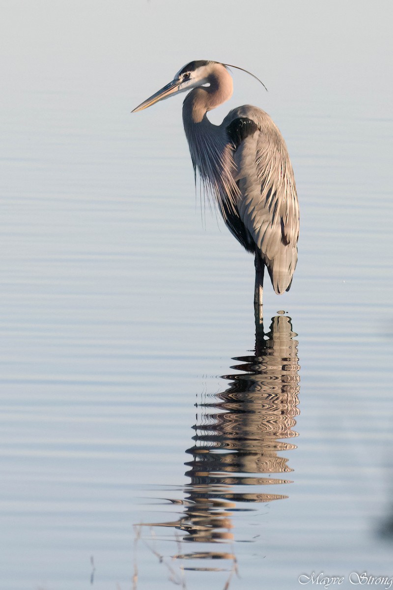 Great Blue Heron - ML627843999