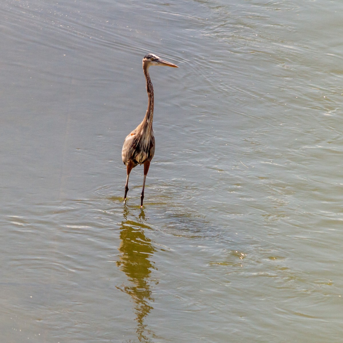 Great Blue Heron - ML627844022