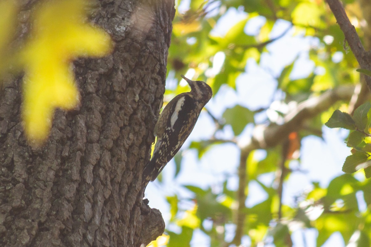 Downy Woodpecker - ML627844034