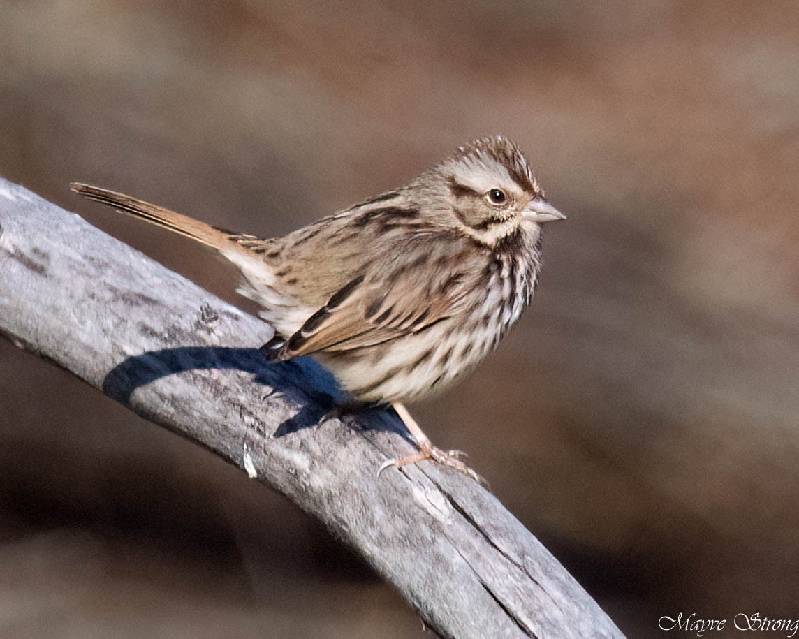 Song Sparrow - ML627844095