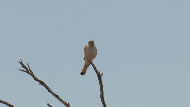 Nankeen Kestrel - ML627844113