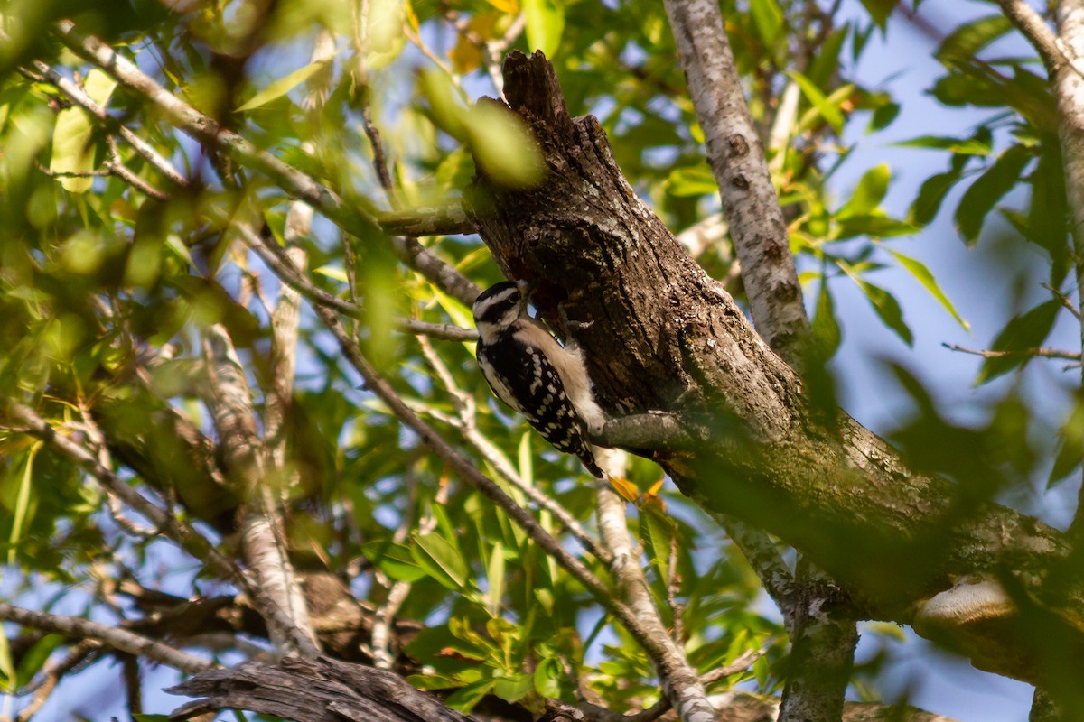 Downy Woodpecker - ML627844185