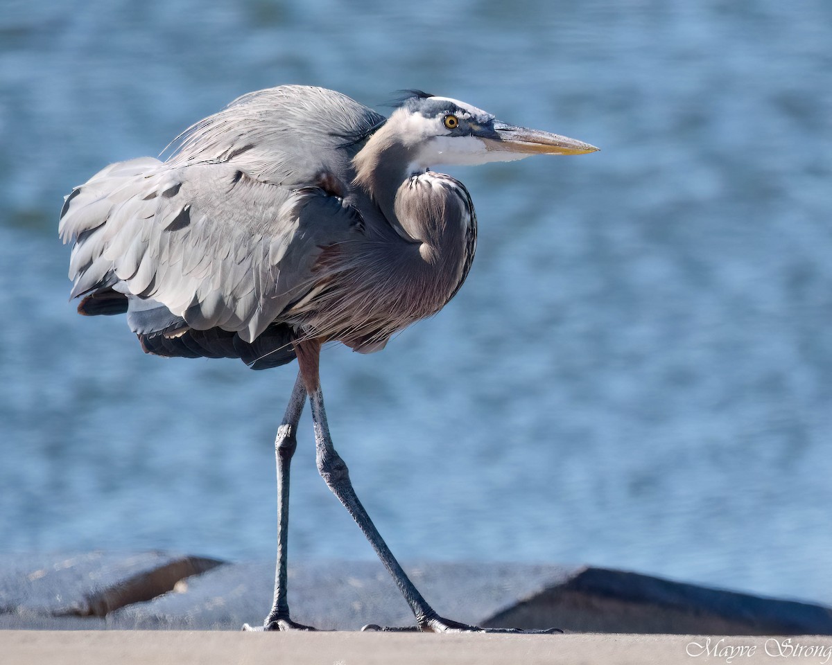 Great Blue Heron - ML627844192