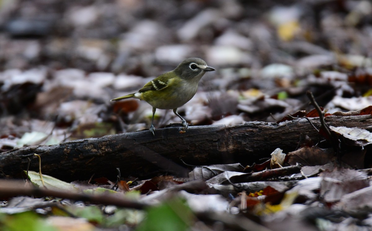 Blue-headed Vireo - ML627844228