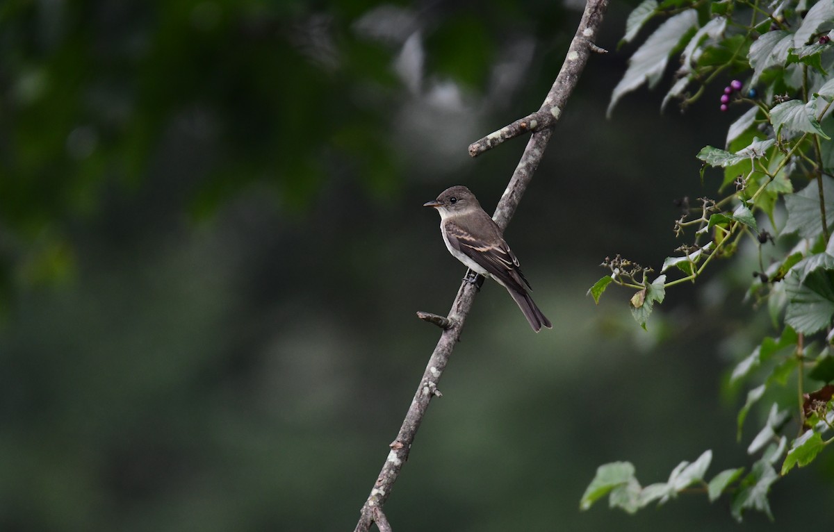 Eastern Wood-Pewee - ML627844229