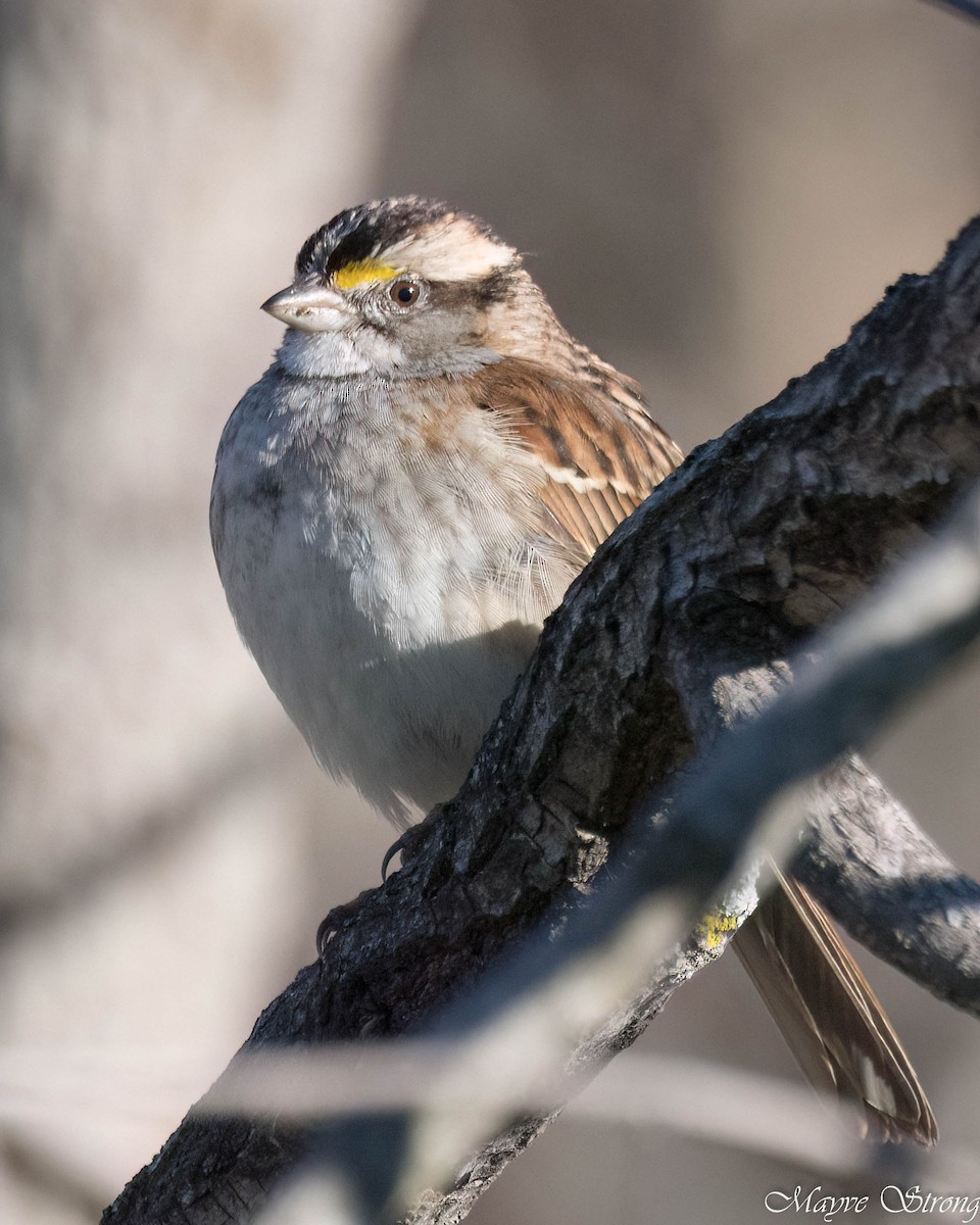 White-throated Sparrow - ML627844236