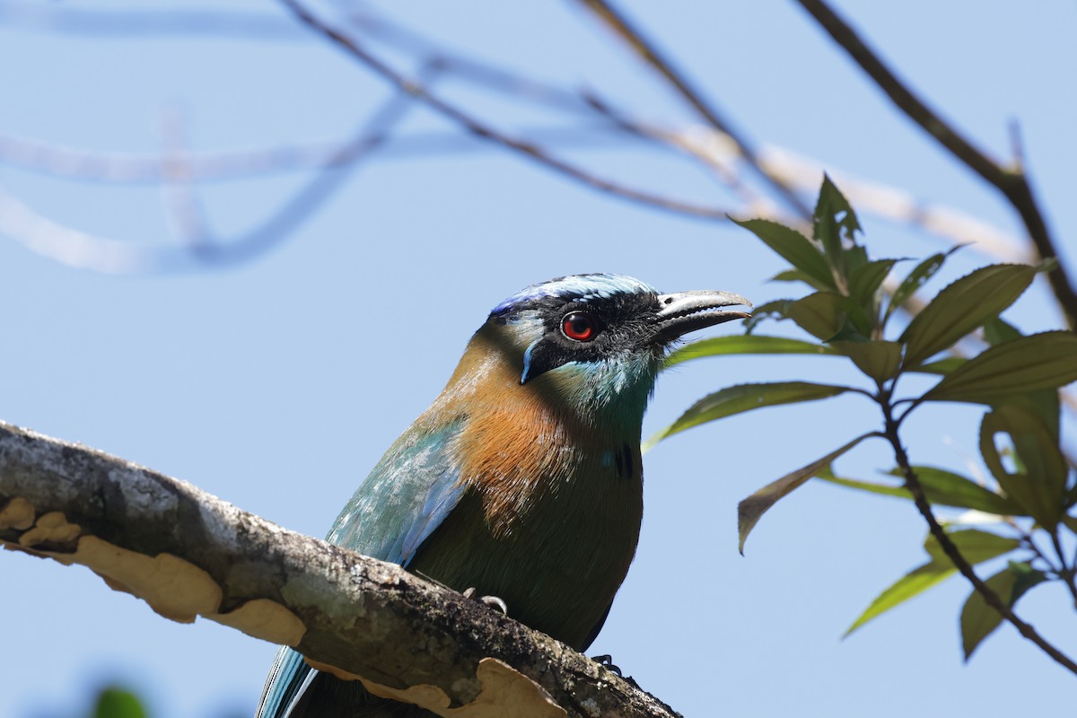 Lesson's Motmot - ML627844237