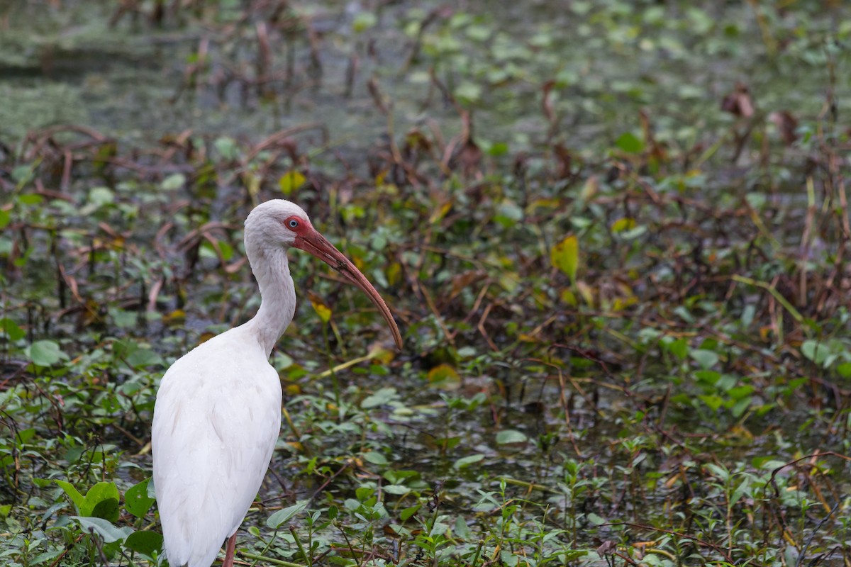 White Ibis - ML627844238