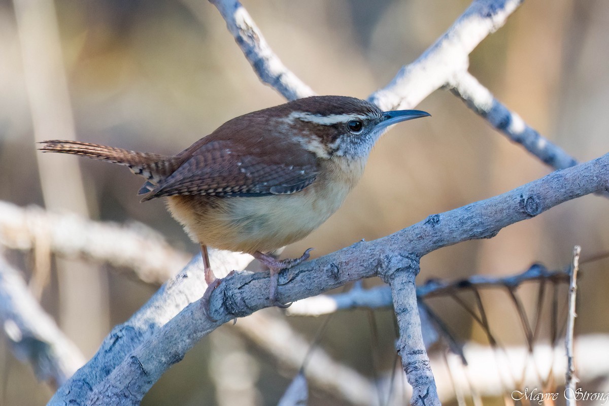 Carolina Wren - ML627844239