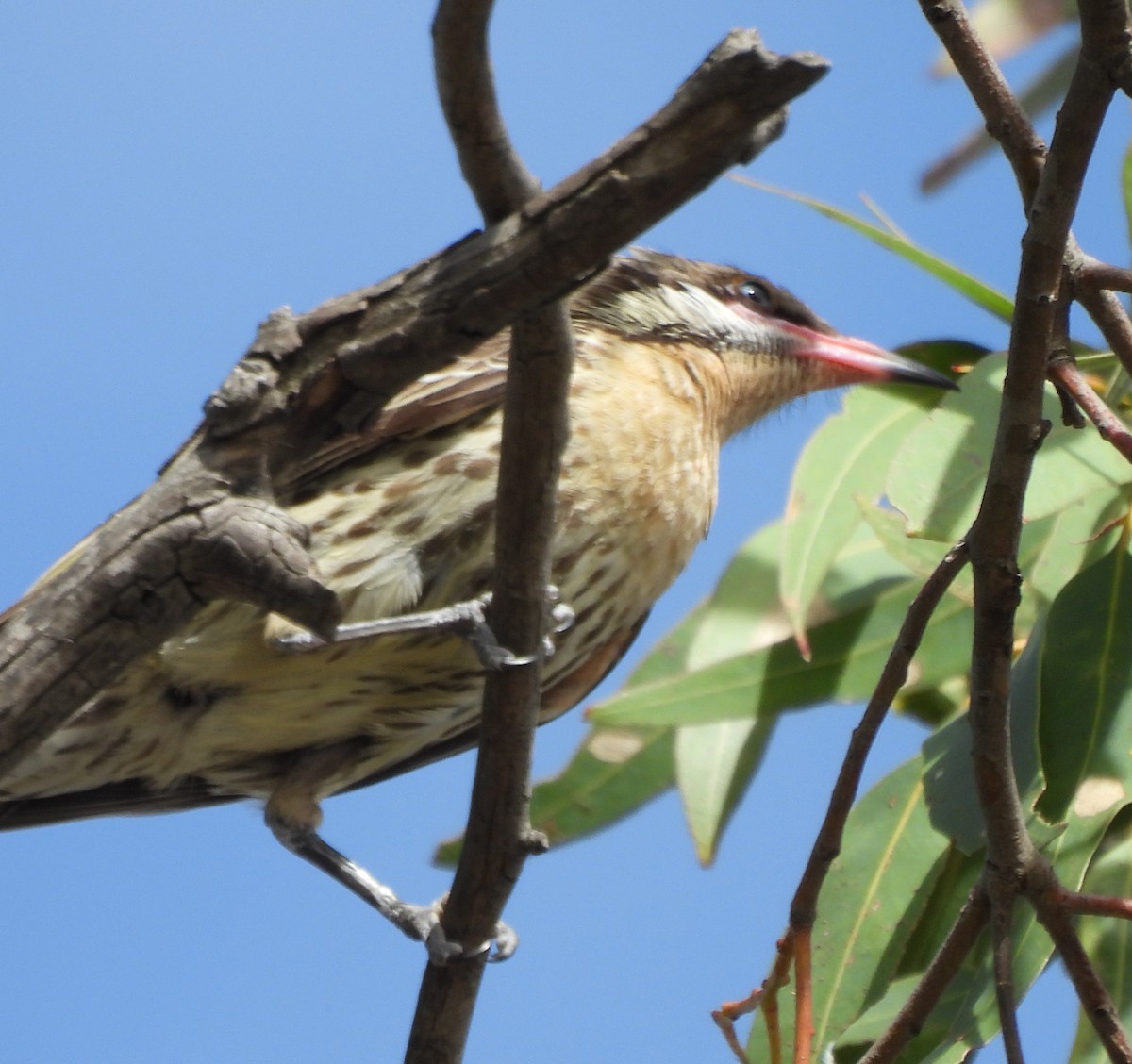 Spiny-cheeked Honeyeater - ML627844240