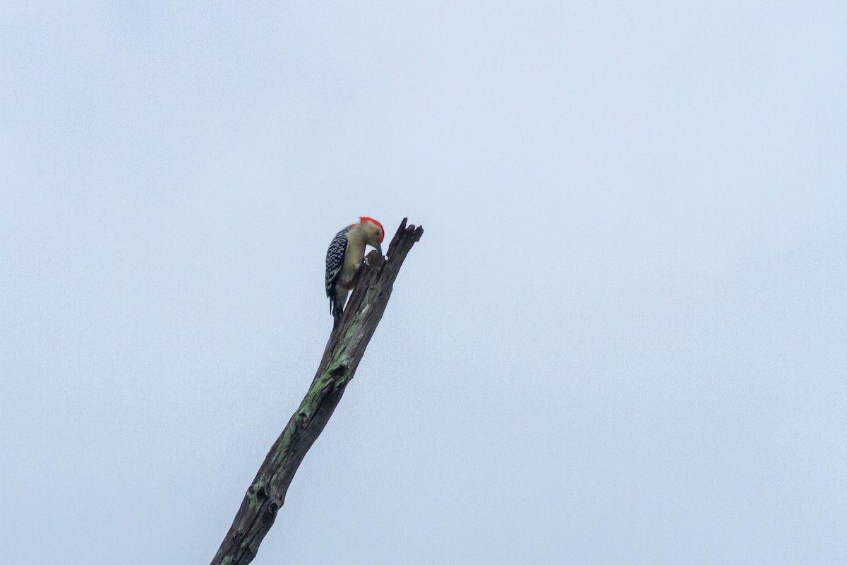 Red-bellied Woodpecker - ML627844241