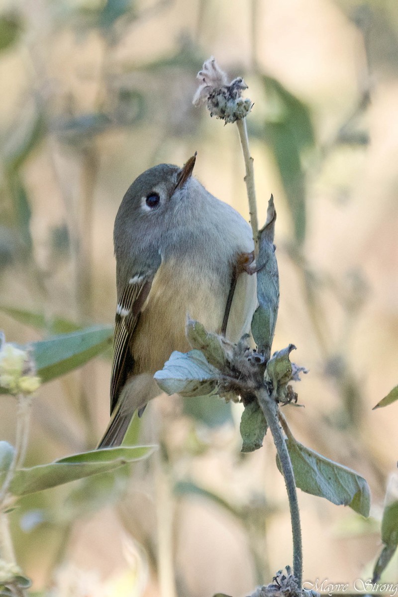 Ruby-crowned Kinglet - ML627844245