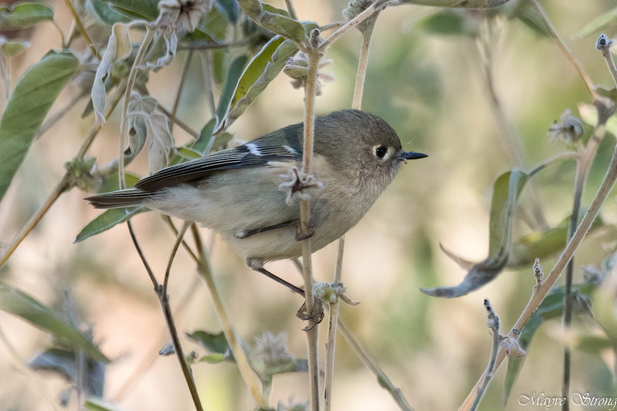 Ruby-crowned Kinglet - ML627844246