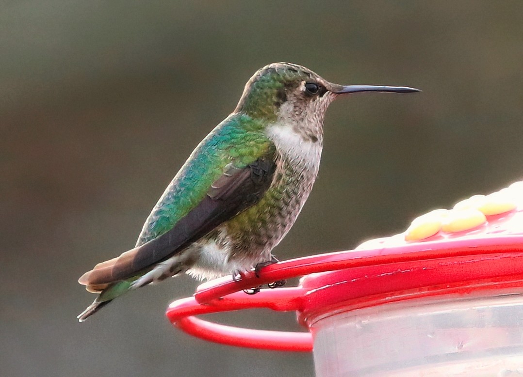 Anna's Hummingbird - ML627844247