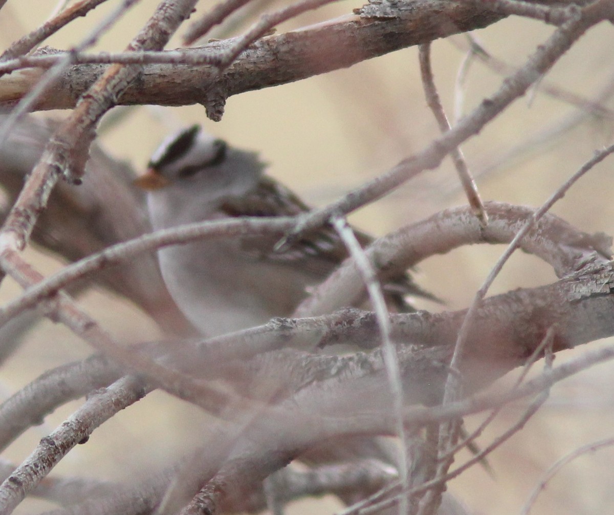 White-crowned Sparrow (Gambel's) - ML627844248