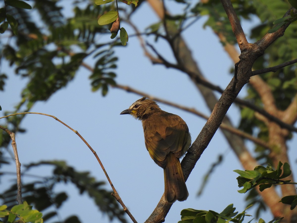 White-browed Bulbul - ML627844249