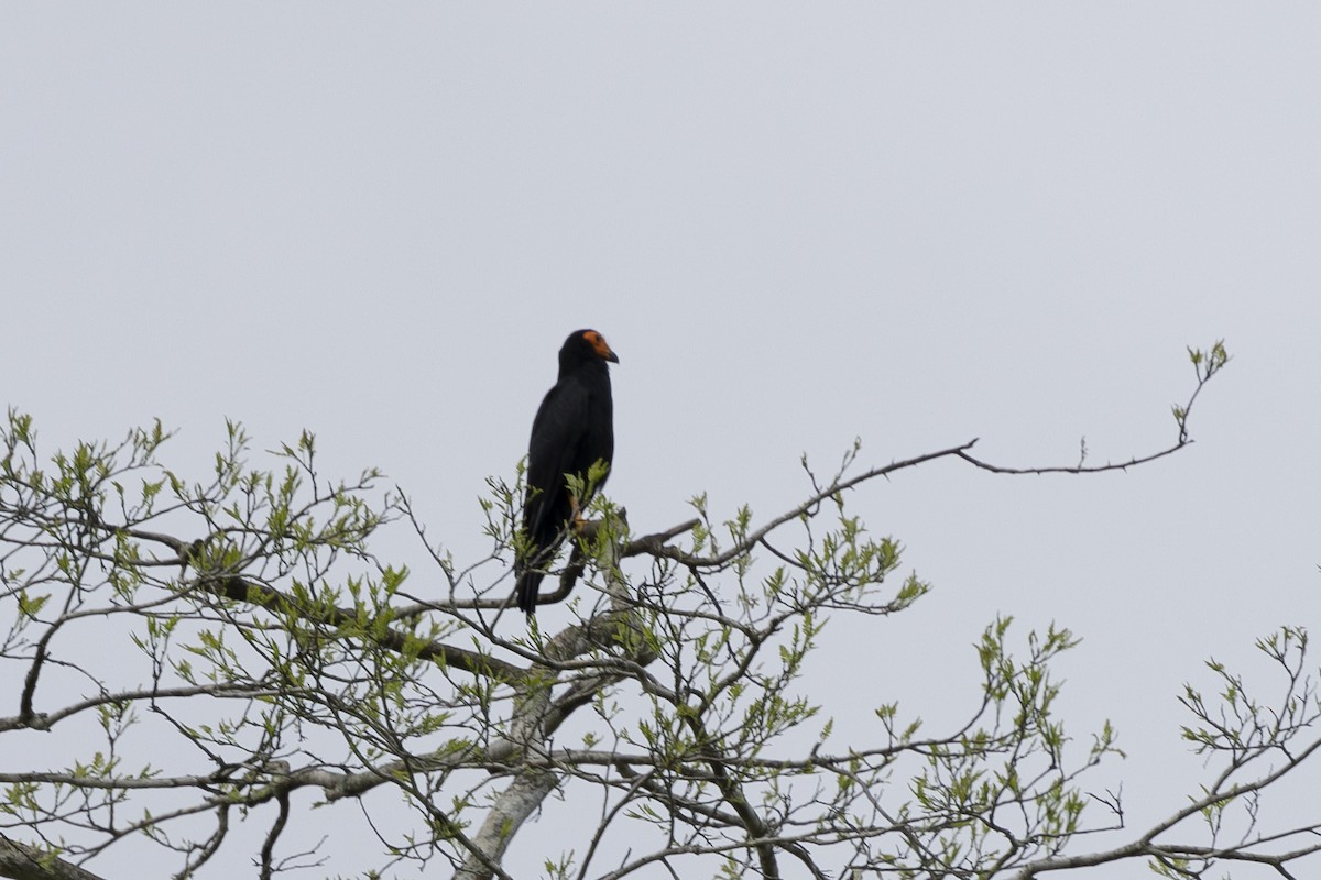 Black Caracara - ML627844250