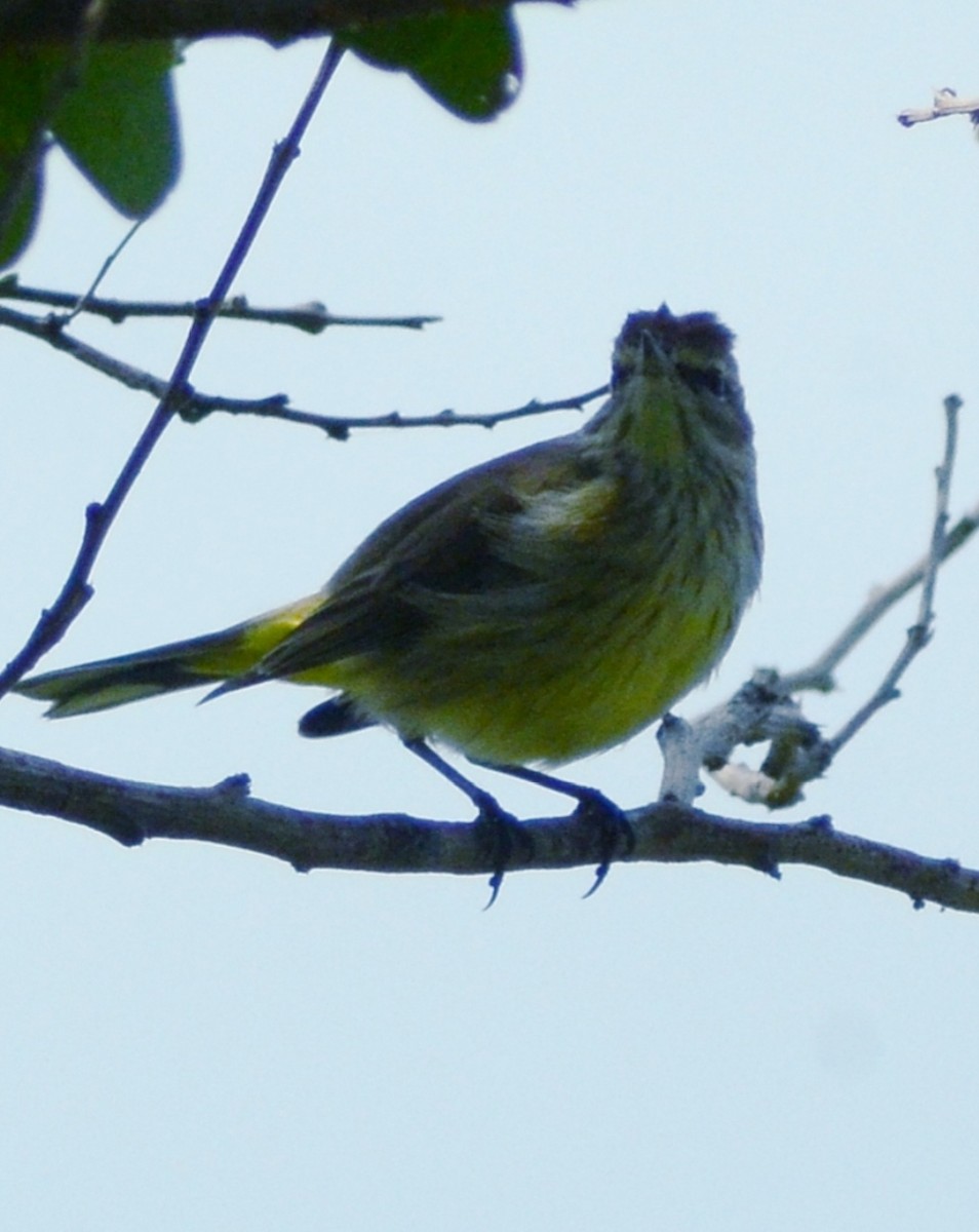 Palm Warbler (Yellow) - ML627844252