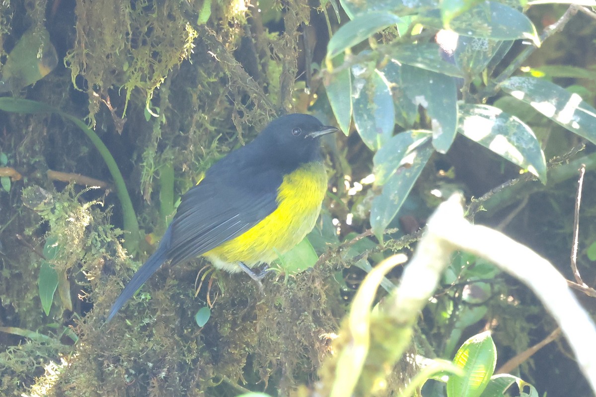 Black-and-yellow Silky-flycatcher - ML627844254