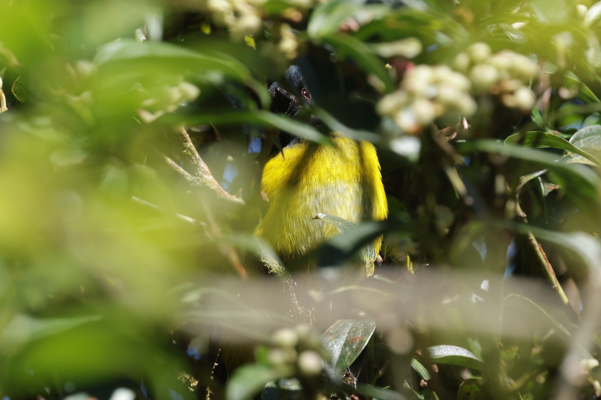 Black-and-yellow Silky-flycatcher - ML627844255