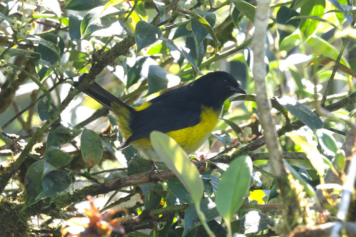 Black-and-yellow Silky-flycatcher - ML627844256