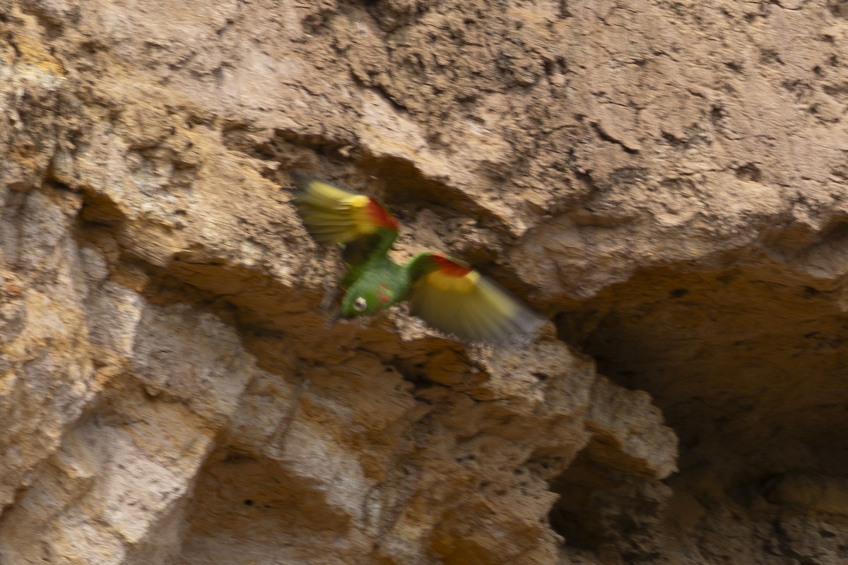 White-eyed Parakeet - ML627844262