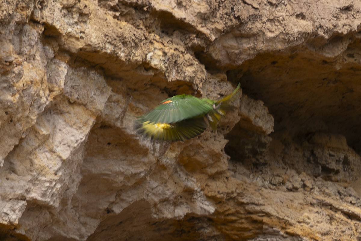 White-eyed Parakeet - ML627844263