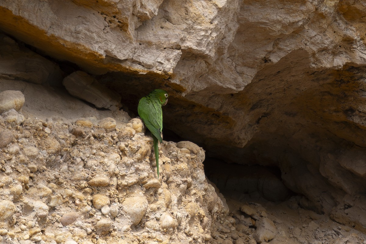 White-eyed Parakeet - ML627844264