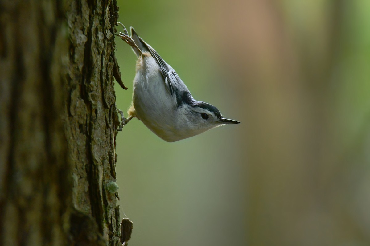 White-breasted Nuthatch - ML627844267