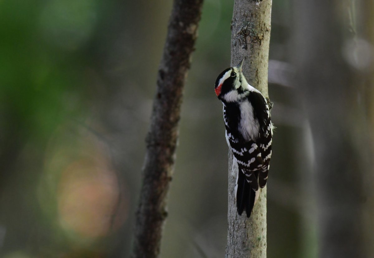 Downy Woodpecker - ML627844274