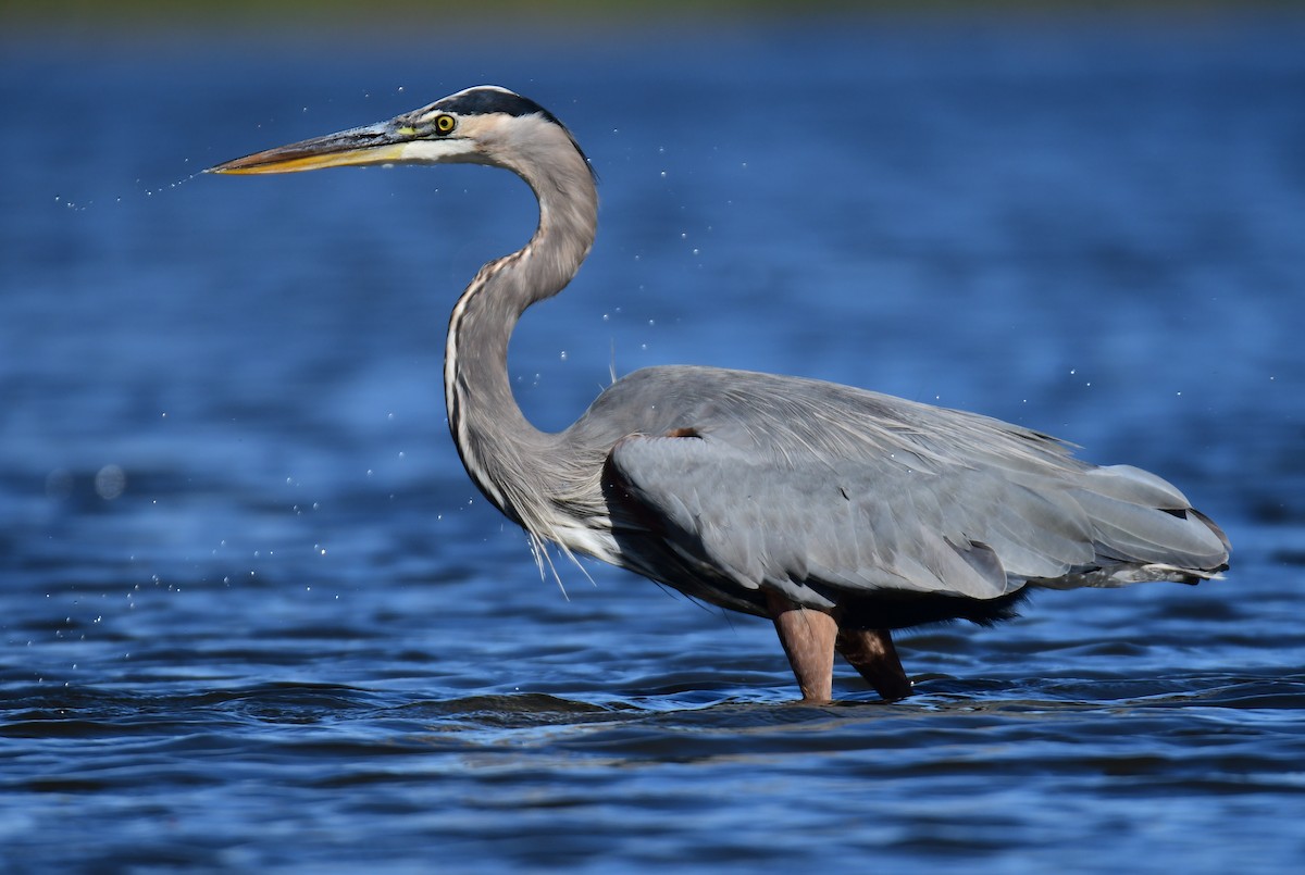 Great Blue Heron - ML627844283