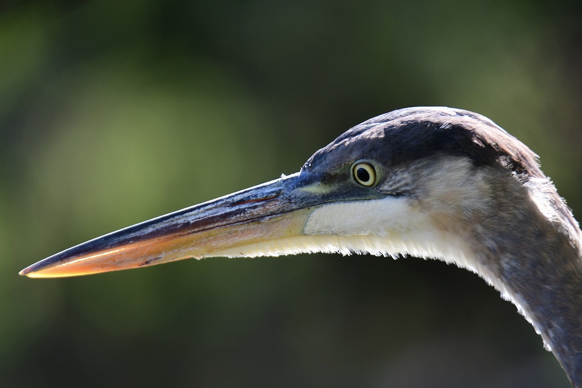 Great Blue Heron - ML627844284