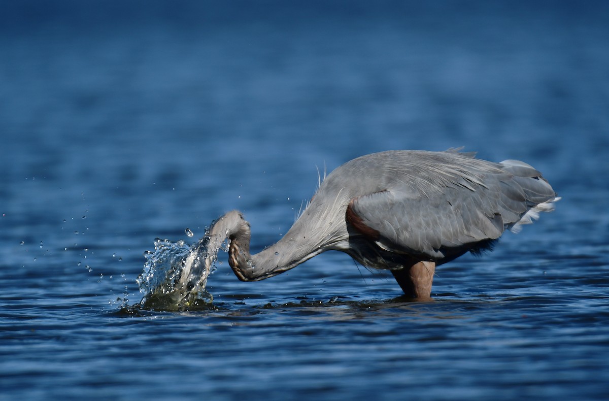 Great Blue Heron - ML627844285