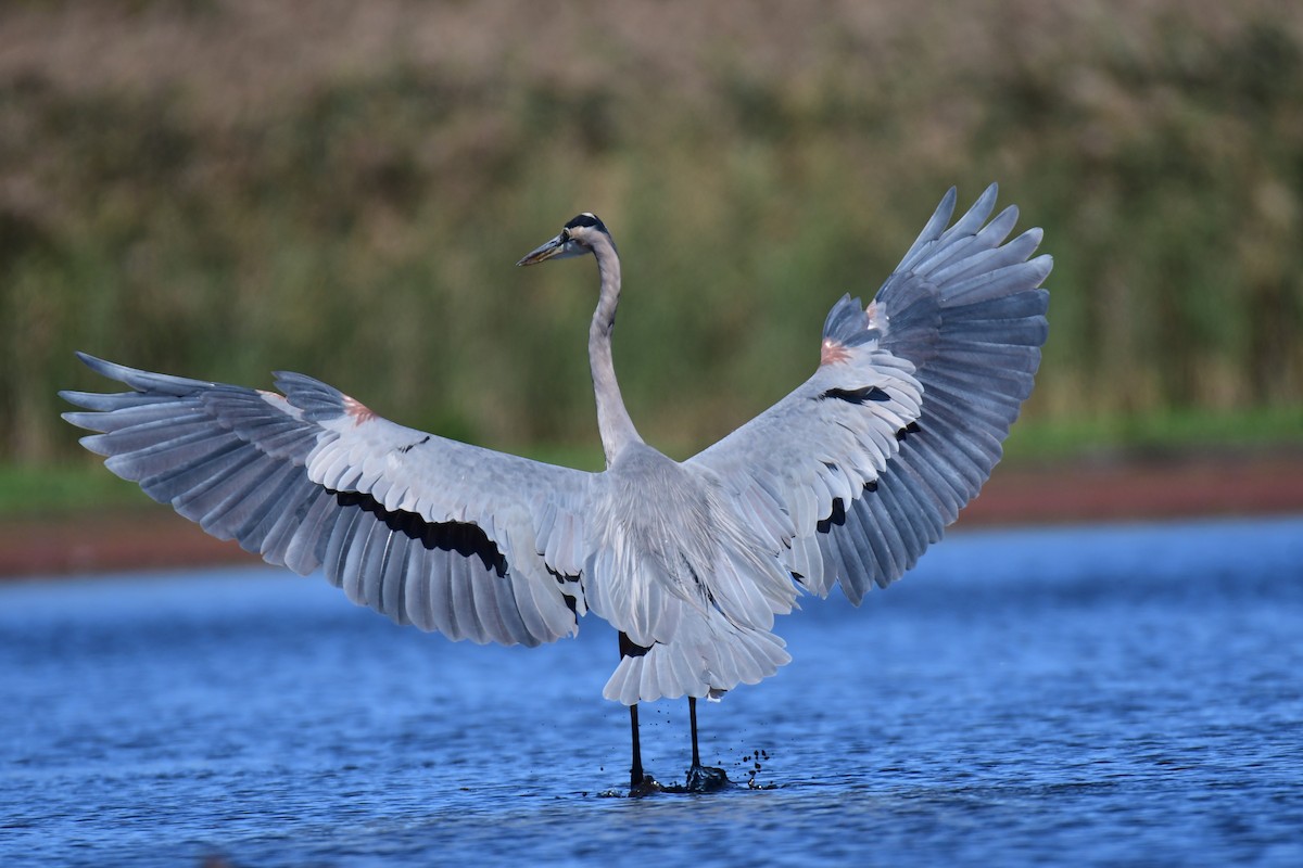 Great Blue Heron - ML627844286