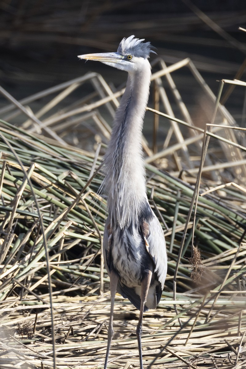 Great Blue Heron - ML627844287