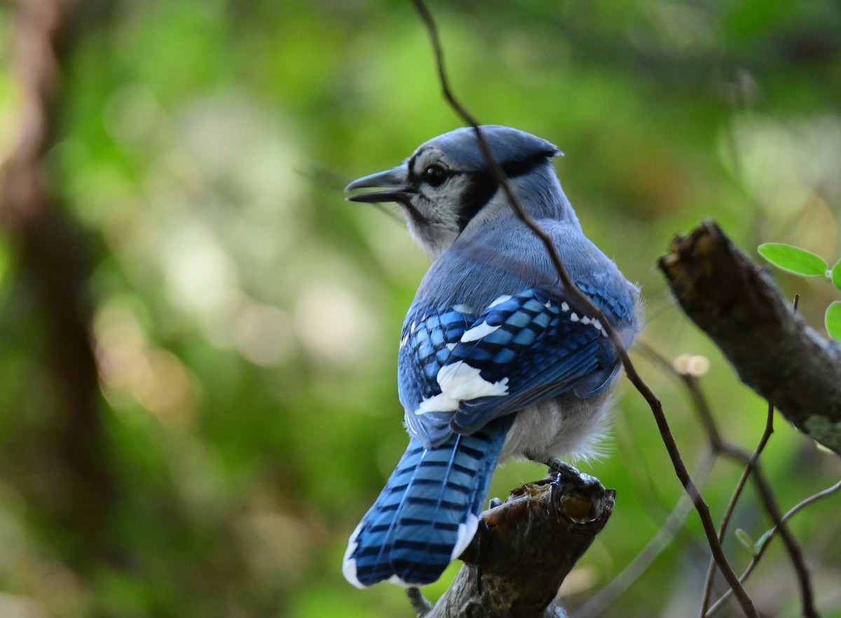 Blue Jay - ML627844383