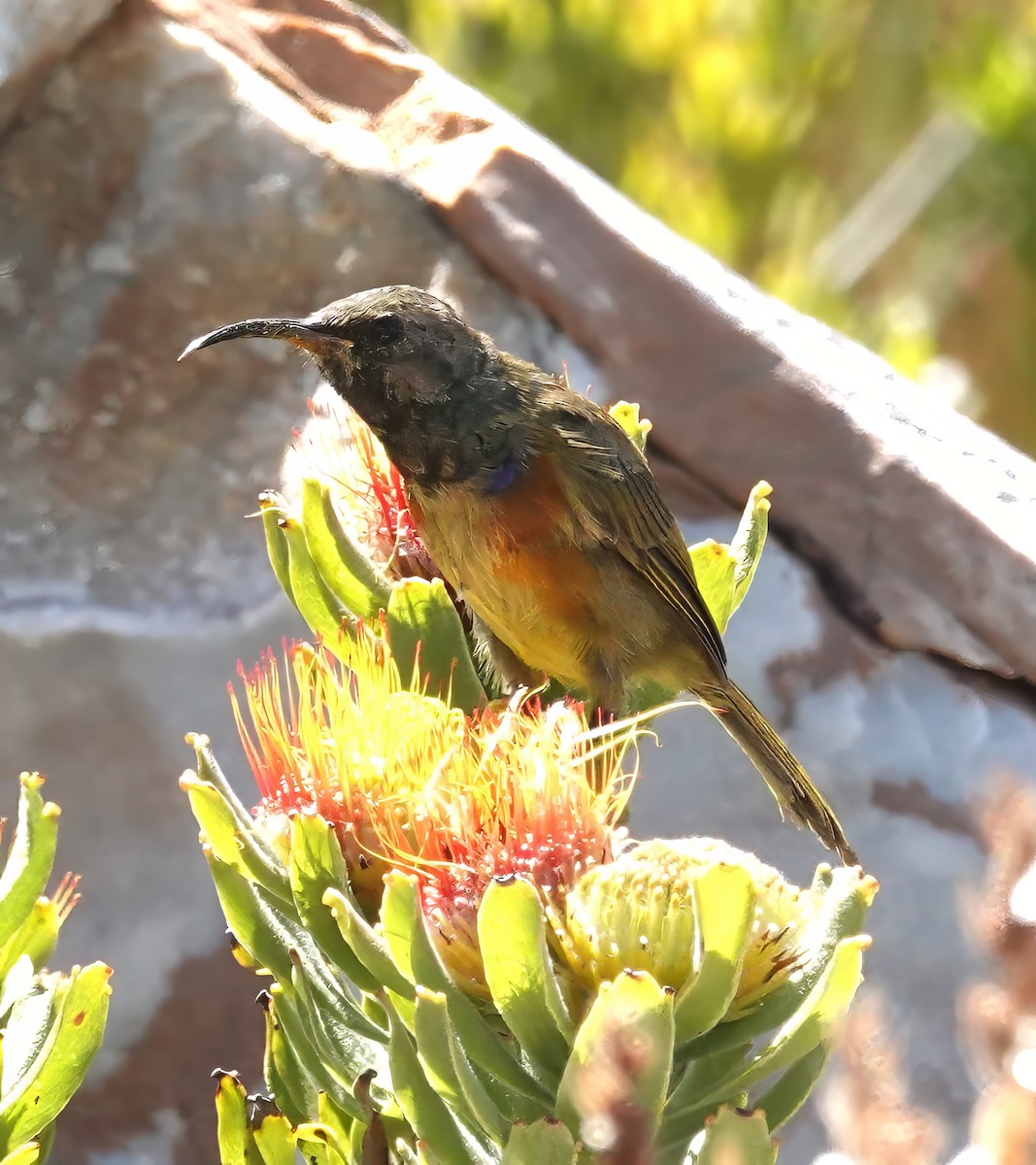 Orange-breasted Sunbird - ML627844390