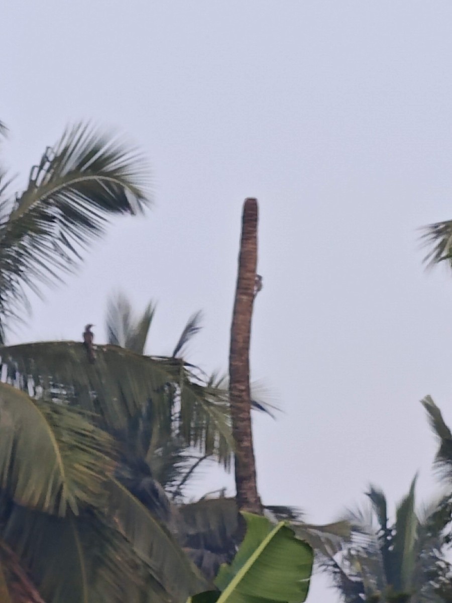 Cálao Gris Indio - ML627844395