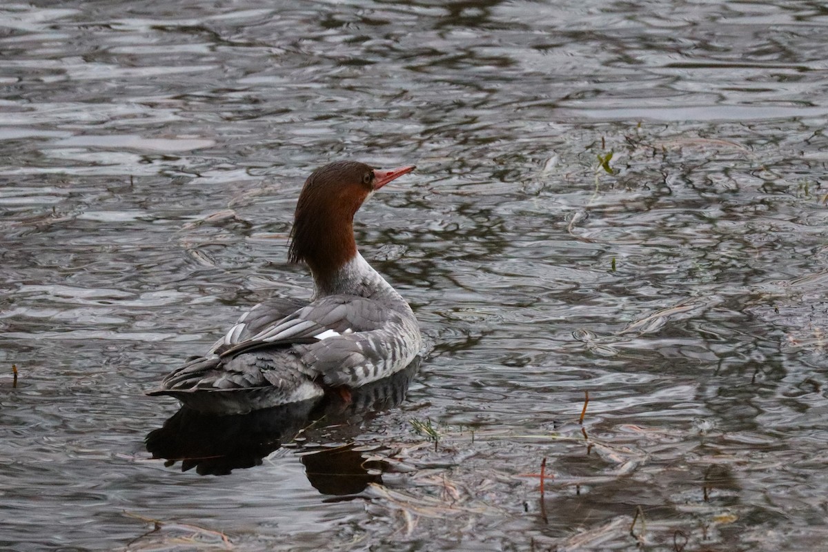 Common Merganser - ML627844399