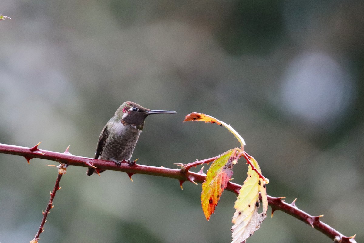 Anna's Hummingbird - ML627844400