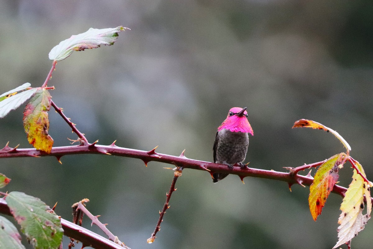 Anna's Hummingbird - ML627844401