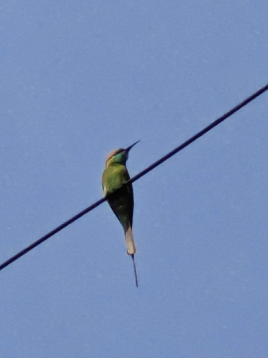 Abejaruco Esmeralda Oriental - ML627844403