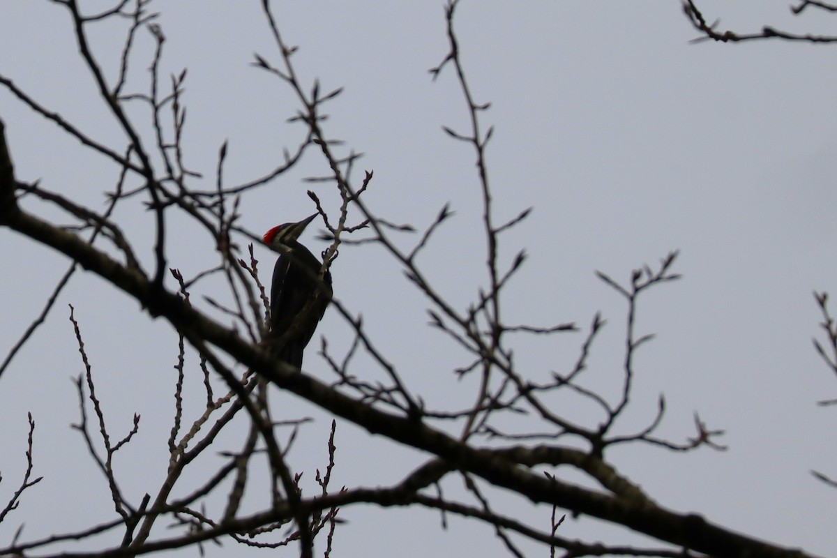 Pileated Woodpecker - ML627844408