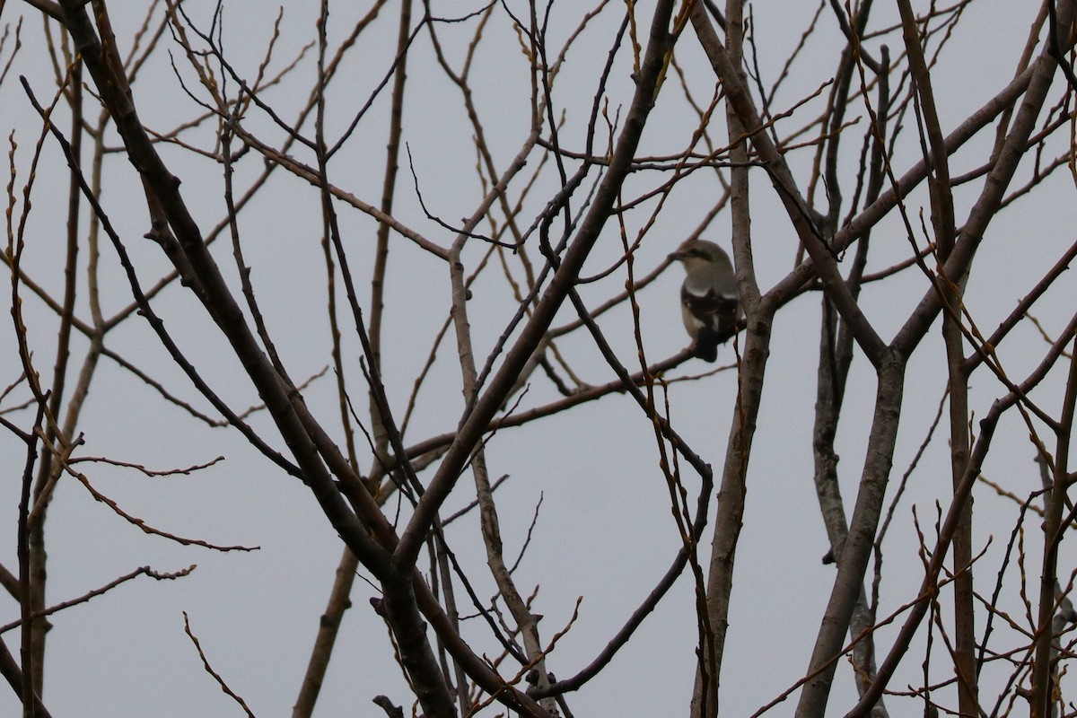 Northern Shrike - ML627844410