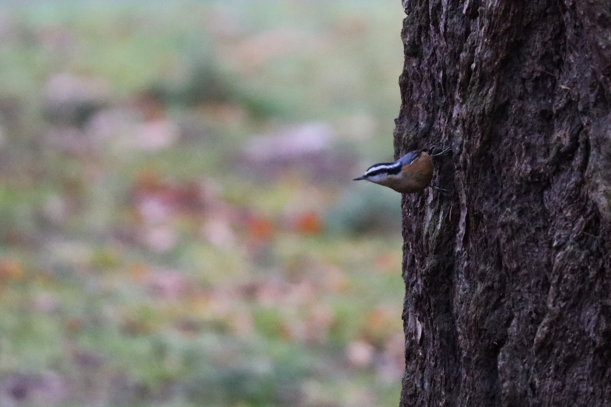 Red-breasted Nuthatch - ML627844413