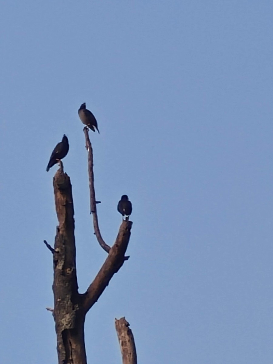 Miná de Jungla - ML627844414