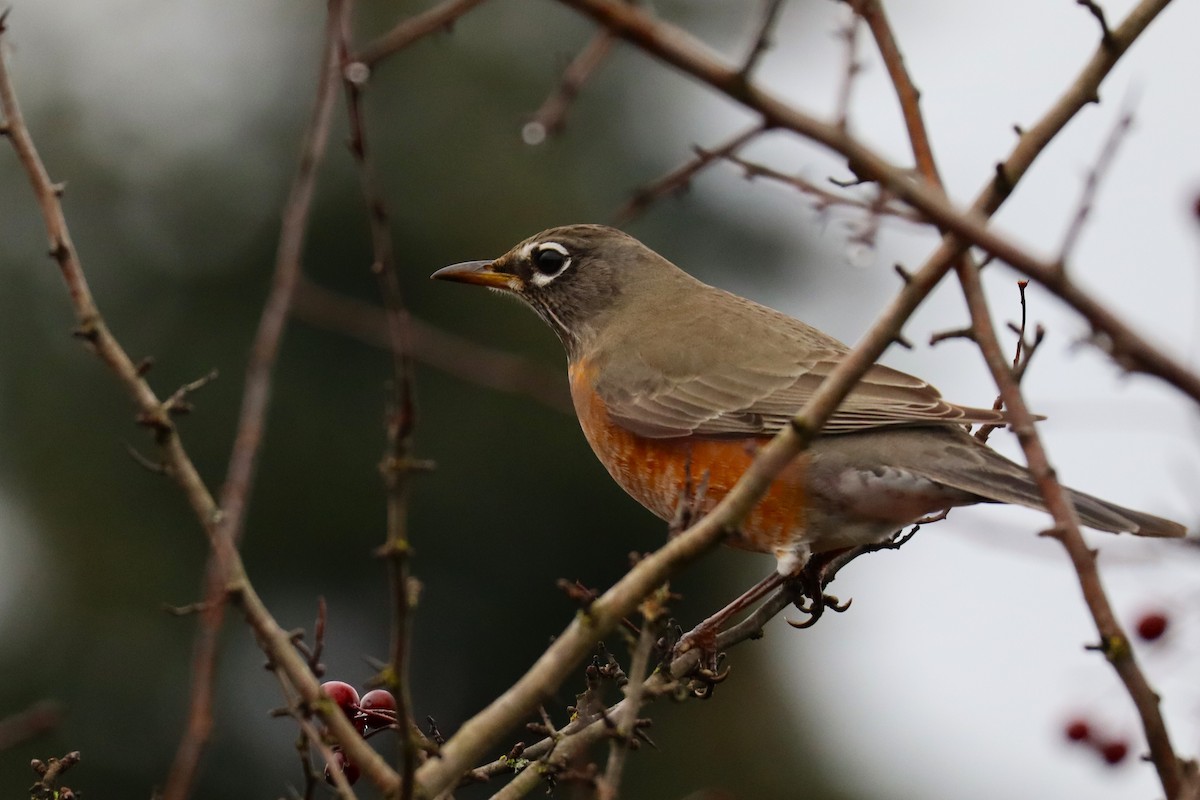 American Robin - ML627844419